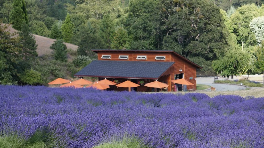 Applegate River Lavendar Farm