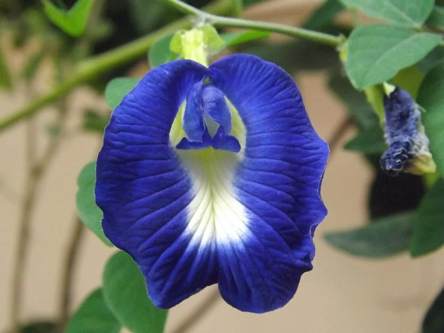 Clitoria ternatea