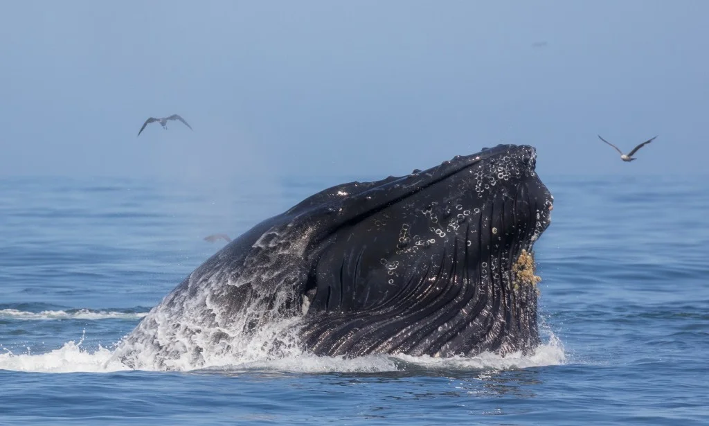 Humpback Whale