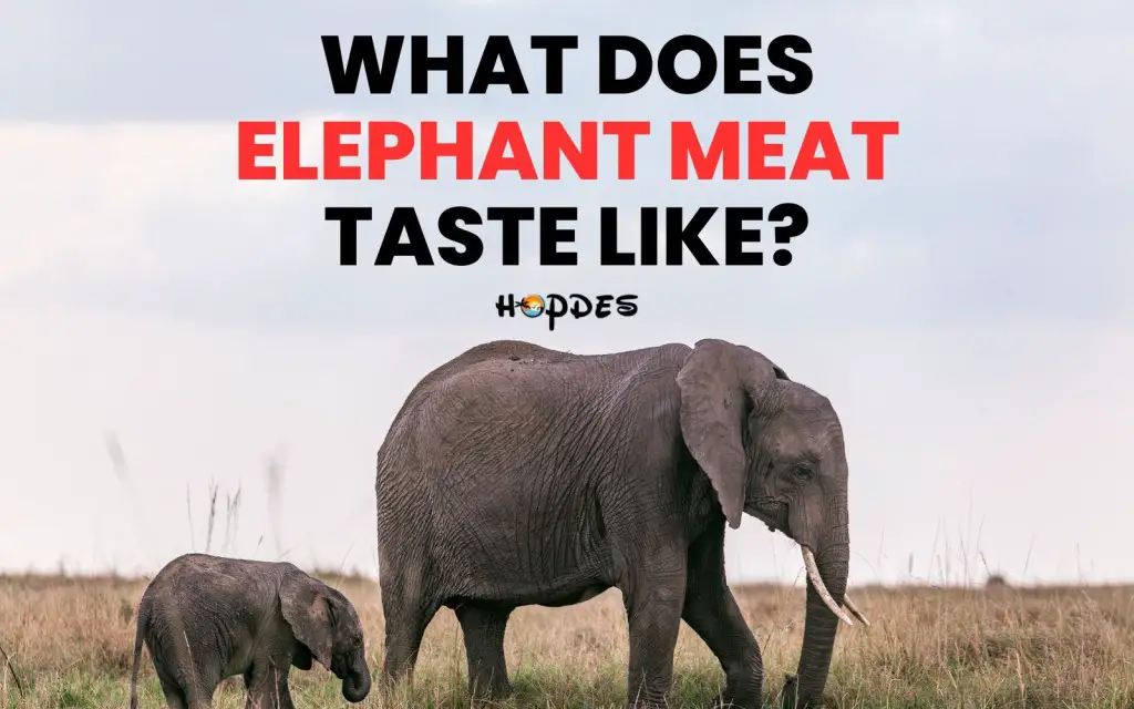 What Does Elephant Meat Taste Like? Is It Even Legal?