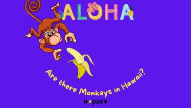 Are There Monkeys in Hawaii?