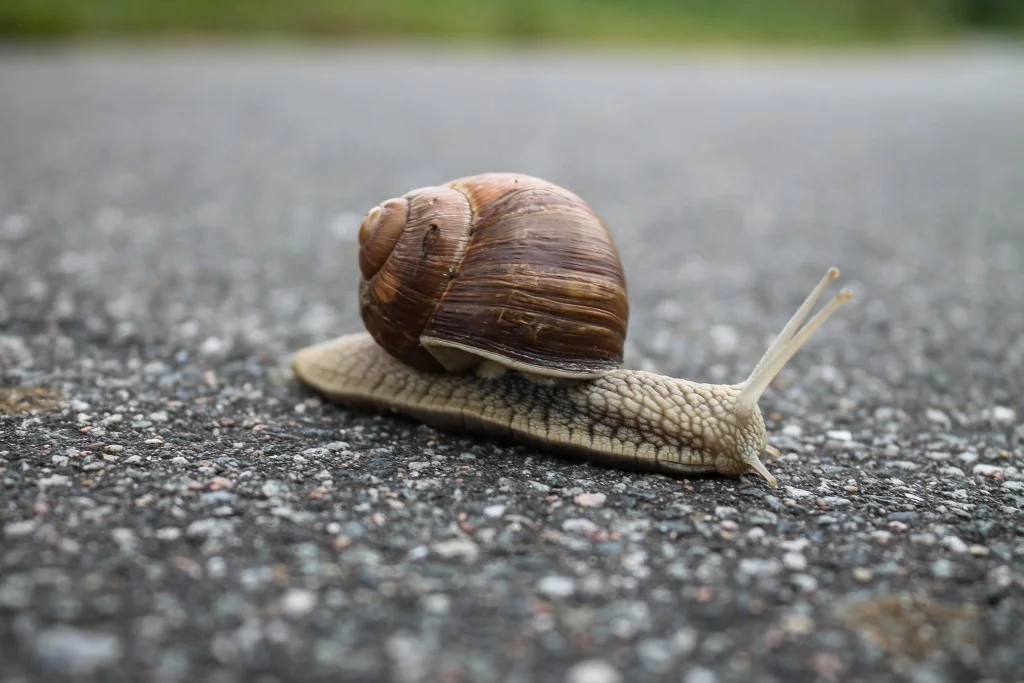 Close up of snail on ground