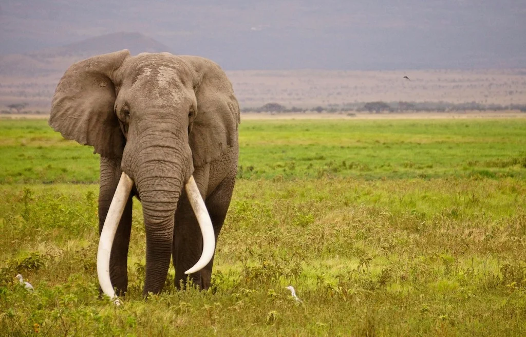 Majestic African elephant in wild