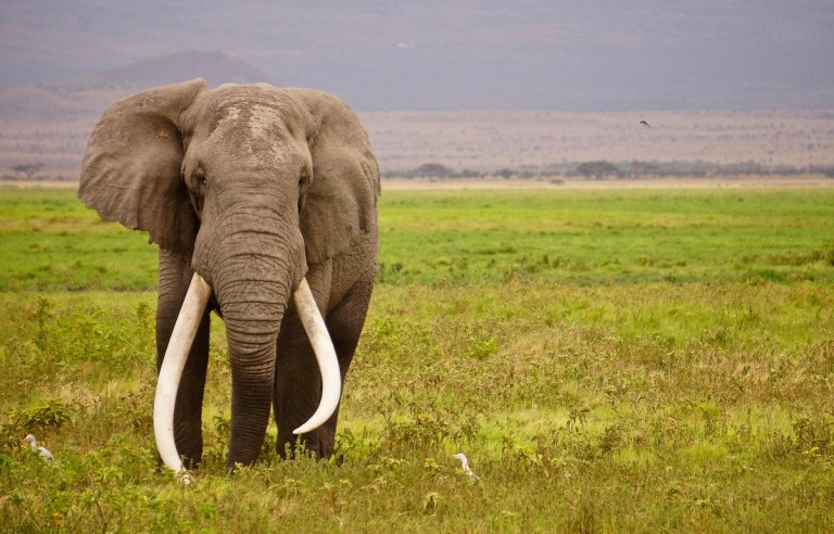 What Does Elephant Meat Taste Like? Is It Even Legal? – HopDes