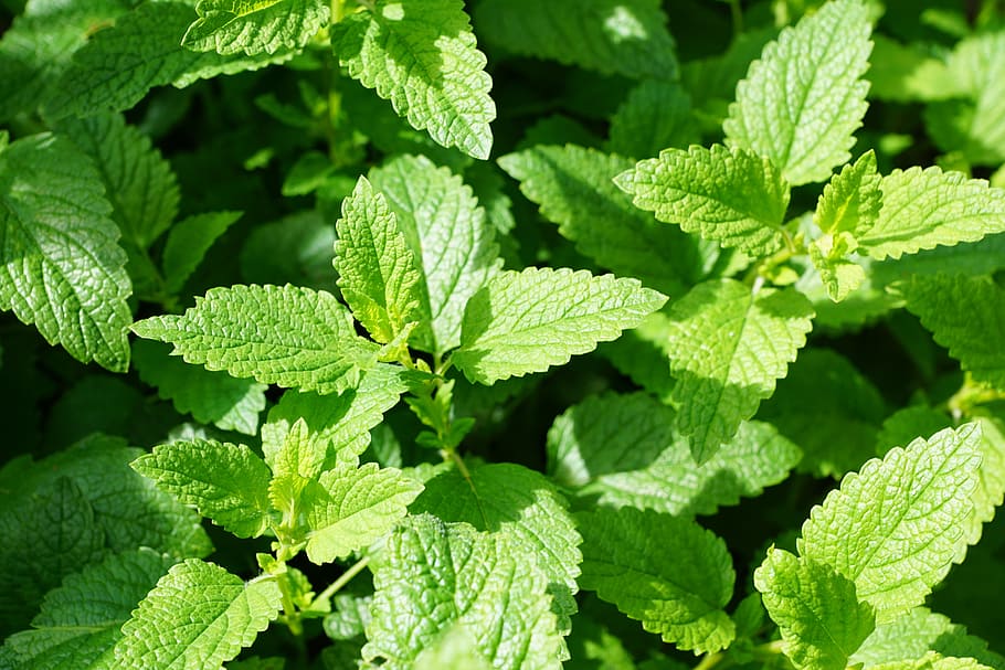 Mint Leaves