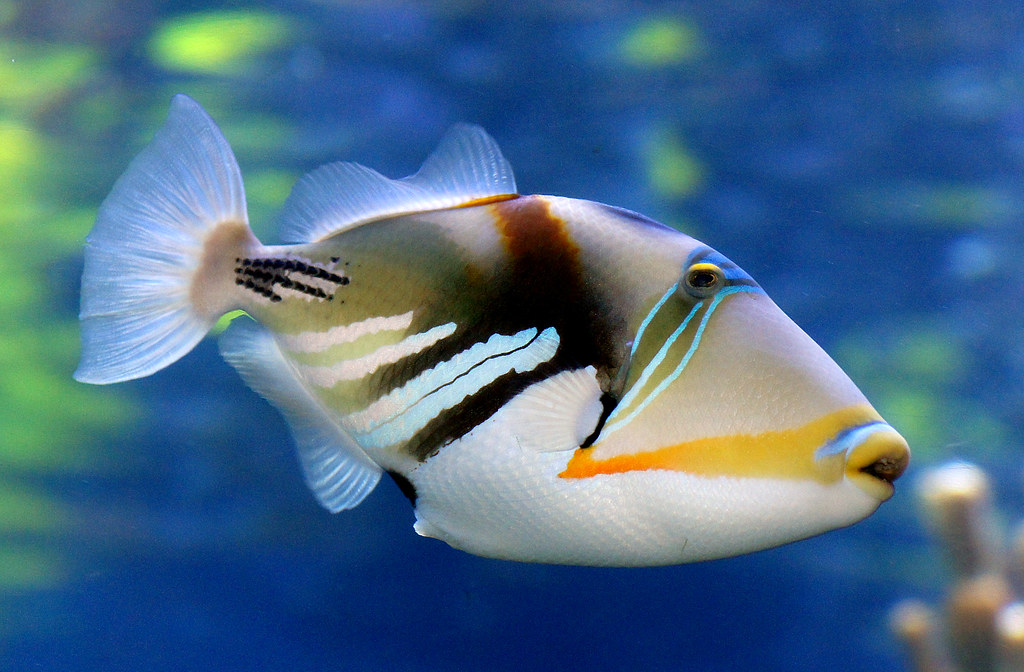 Triggerfish