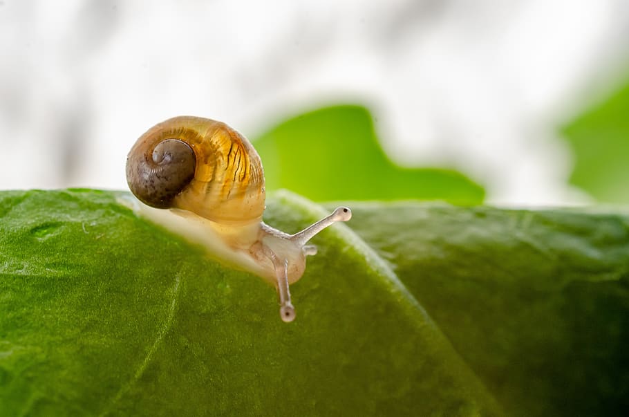 Snail on Plant