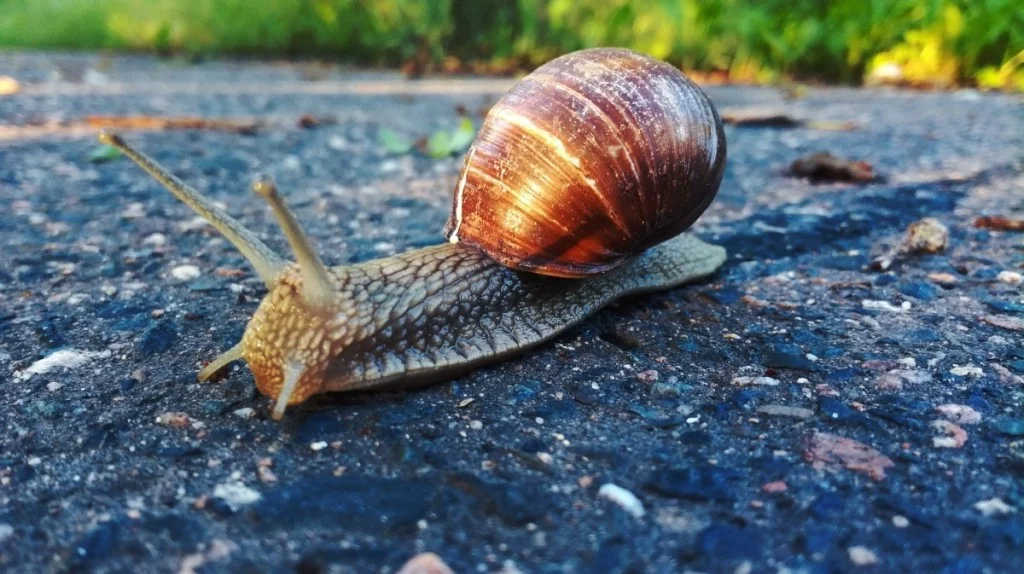 What Do Raw Snails Taste Like