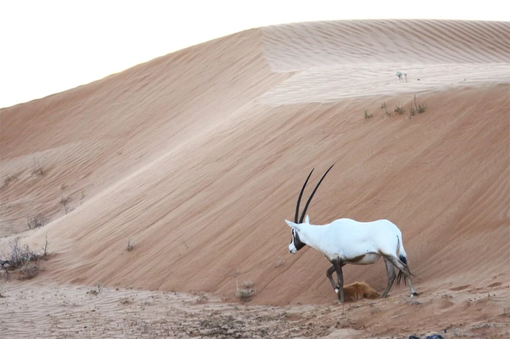Arabian Oryx: National Animal of UAE