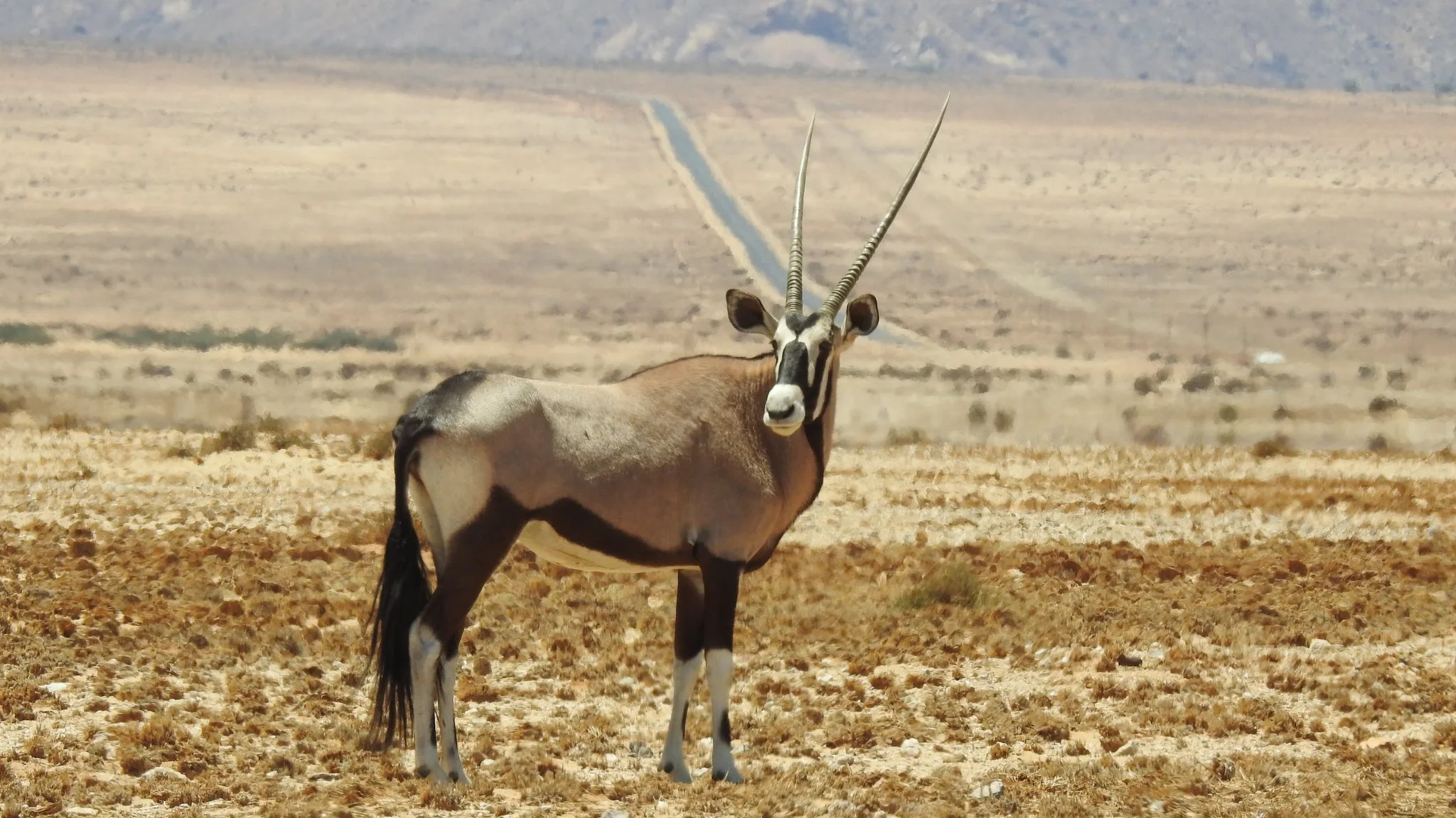 Arabian Oryx: National Animal of UAE